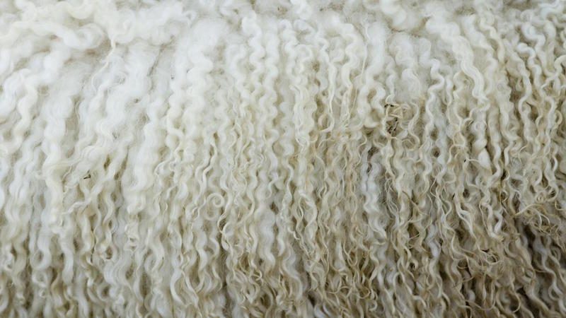 difference-between-virgin-wool-regular-wool_8ab77e12b0e9e9a