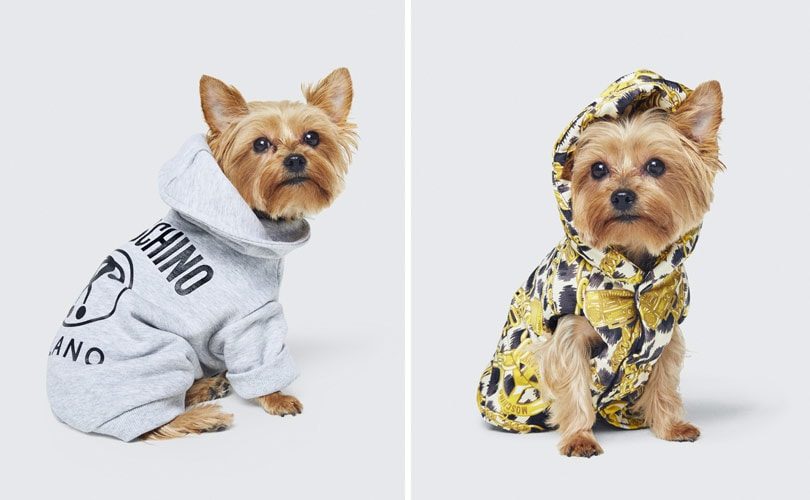 Dogs-3