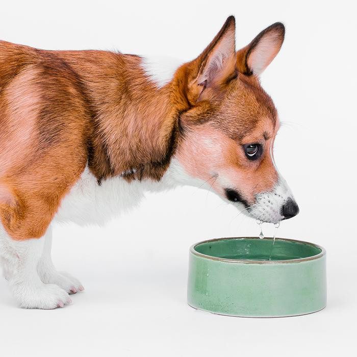 MODERNBEAST_dog_toys_bowls_apparel_accessories_01