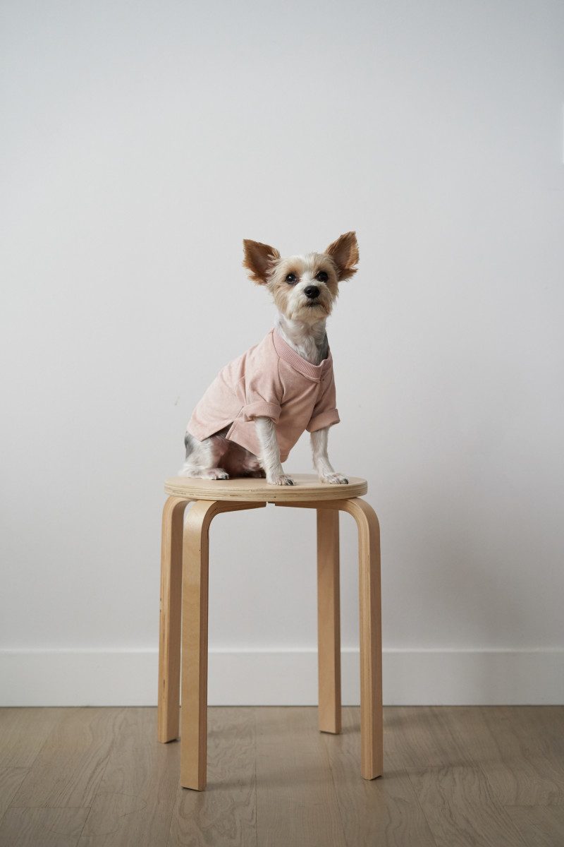 hemsmith-dogwear