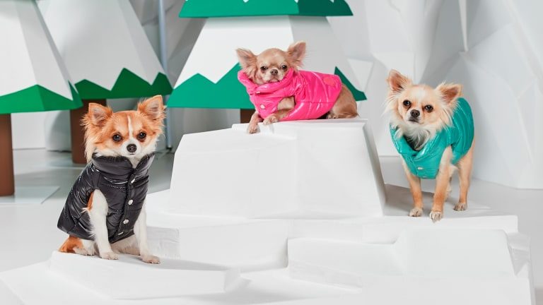 hp-moncler-poldo-dog-couture-fall-2019